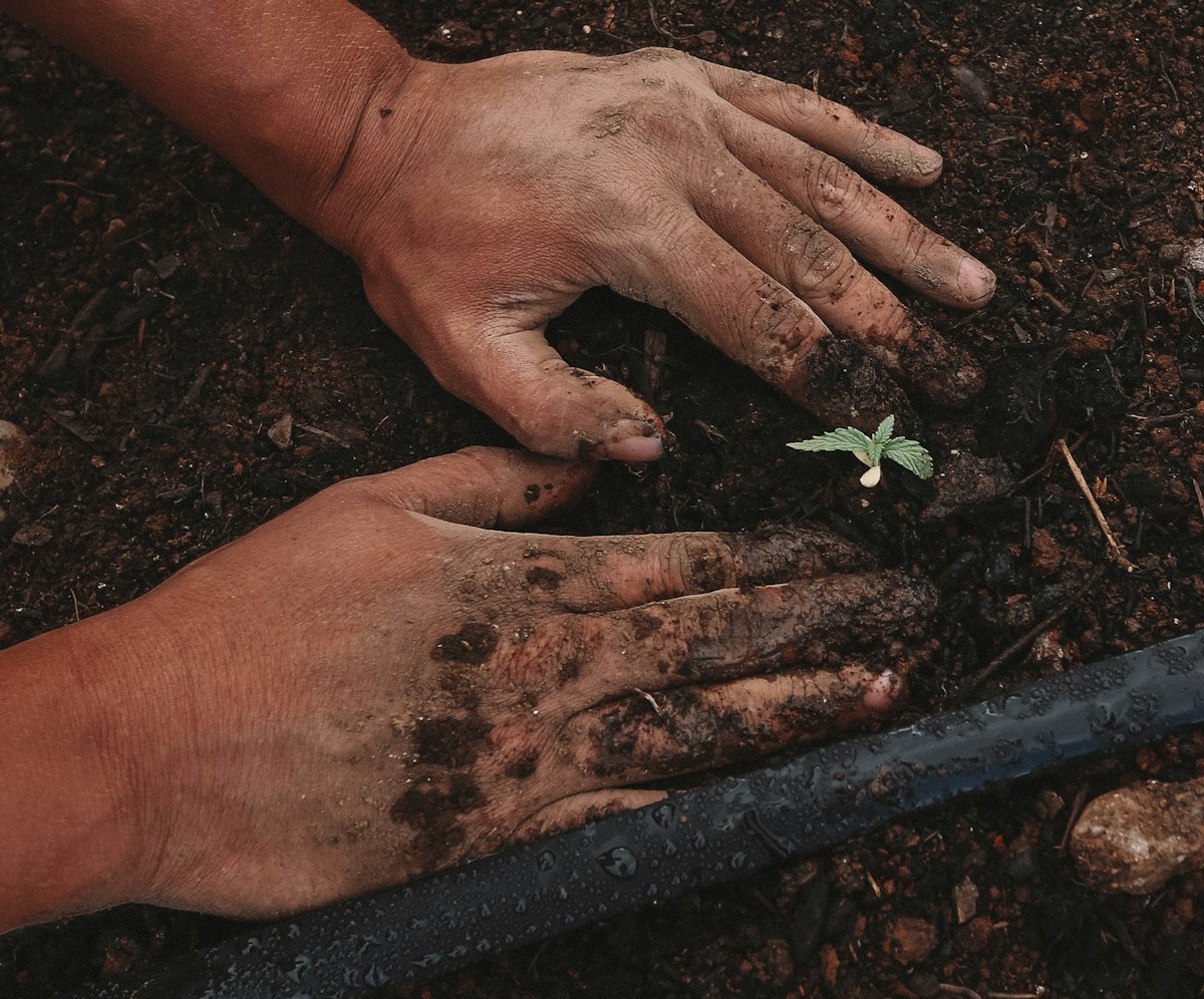 Hands planting a seedling in dark garden soil